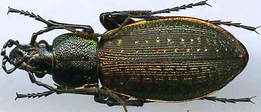 http://www.gorodinski.ru/carabus/Morphocarabus hummeli nevelskii.jpg